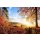 AS Creation XXL Wallpaper 3 Autumn Morning Fototapete 470644