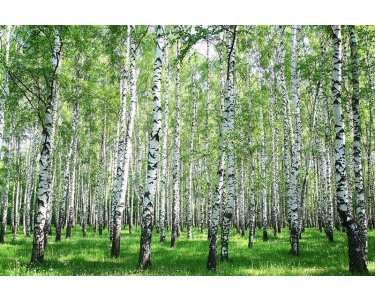 AS Creation XXL Wallpaper 3 Birch in Summer Fototapete 470640