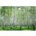 AS Creation XXL Wallpaper 3 Birch in Summer Fototapete 470640