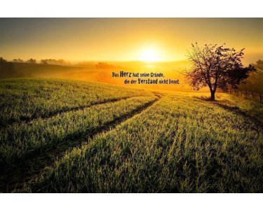 AS Creation XXL Wallpaper 3 InTheMorning Fototapete 470656
