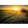 AS Creation XXL Wallpaper 3 InTheMorning Fototapete 470656