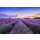AS Creation XXL Wallpaper 3 Lavender Fototapete 470-622