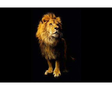 AS Creation XXL Wallpaper 3 Lion Fototapete 470-752