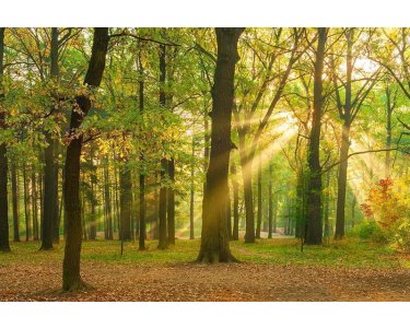 AS Creation XXL Wallpaper 3 Oakforest Fototapete 470-642