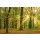 AS Creation XXL Wallpaper 3 Oakforest Fototapete 470-642