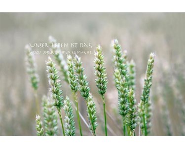 AS Creation XXL Wallpaper 3 Weizen Fototapete 470-708
