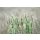 AS Creation XXL Wallpaper 3 Weizen Fototapete 470-708