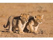 AS Creation XXL Wallpaper 3 Young Lions Fototapete 470-636