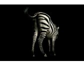 AS Creation XXL Wallpaper 3 Zebra Fototapete 470-684