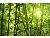 AS Creation XXL Wallpaper 2 Bamboo Forest Fototapete 470-325
