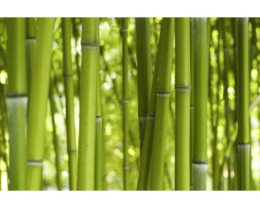 AS Creation XXL Wallpaper 2 Bamboo in Daylight Fototapete 470-322