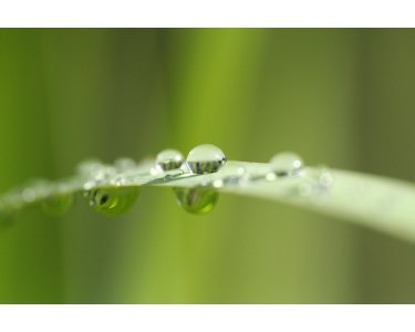 AS Creation XXL Wallpaper 2 Blade of Grass Fototapete 470-326