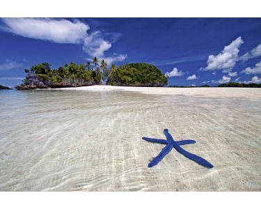 AS Creation XXL Wallpaper 2 Blue Starfish Fototapete 470-328