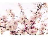 AS Creation XXL Wallpaper 2 Cherry Blossom Fototapete...