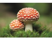 AS Creation XXL Wallpaper 2 Fly Agaric Fototapete 470-321