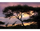 AS Creation XXL Wallpaper 2 Giraffe at Sunset Fototapete...
