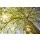 AS Creation XXL Wallpaper 2 Green Canopy Trees Fototapete 470-382