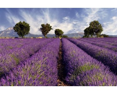AS Creation XXL Wallpaper 2 Lavender Fototapete 470-298