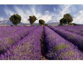 AS Creation XXL Wallpaper 2 Lavender Fototapete 470-298