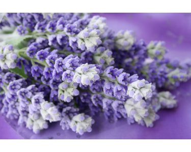 AS Creation XXL Wallpaper 2 Lavender Bunch Fototapete 470-363