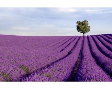 AS Creation XXL Wallpaper 2 Lavender Field Fototapete 470-299