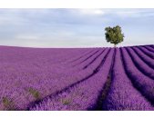 AS Creation XXL Wallpaper 2 Lavender Field Fototapete...