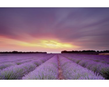 AS Creation XXL Wallpaper 2 Lavender Field AS Fototapete 470-300