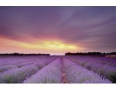 AS Creation XXL Wallpaper 2 Lavender Field AS Fototapete...