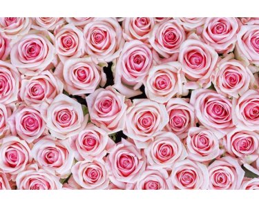 AS Creation XXL Wallpaper 2 Pink Roses Fototapete 470-359