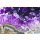 AS Creation XXL Wallpaper 2 Violet Amethyst Fototapete 470-377