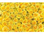 AS Creation XXL Wallpaper 2 Yellow Roses Fototapete 470-358
