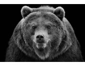 AS Creation AP Digital Angry Bear Fototapete 470-507