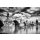 AS Creation AP Digital Charles Bridge Fototapete 470-515