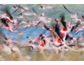 AS Creation AP Digital Kenya Flamingos Fototapete 470-500