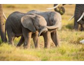 AS Creation AP Digital Kenya Little Elephants Fototapete...