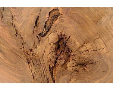 AS Creation AP Digital Log of Wood Fototapete Größe 3,00m x 2,50 m L 476-428
