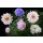 AS Creation AP Digital 3 Fototapete    Flowers        Größe 4,00 m x 2,70 m