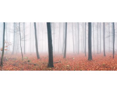 AS Creation AP Digital 3 Fototapete Fog in Forest  Größe 6,00 m x 2,50 m