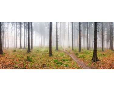 AS Creation AP Digital 3 Fototapete Fog in Forest  Größe 6,00 m x 2,50 m