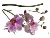 Tapeten Komar 17702h  Deco-Sticker "Orchidee"  lila/weiß/grün            