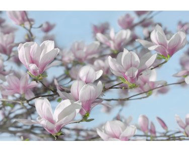 Tapeten Komar 8-738  Fototapete "Magnolia"  blau/weiß/rosa            
