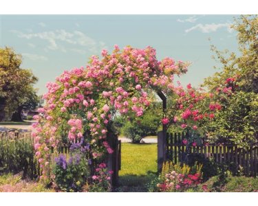 Tapeten Komar 8-936  Fototapete "Rose Garden"  blau/grün/rosa           