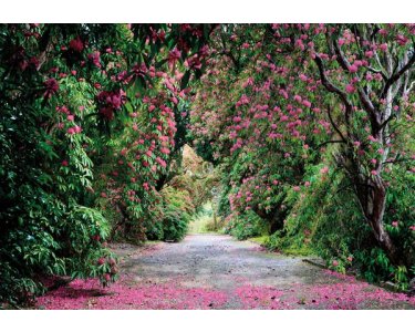 Tapeten Komar 8-985  Fototapete "Wicklow Park"  grün/violette