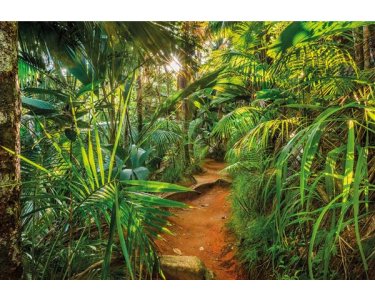 Tapeten Komar 8-989  Fototapete "Jungle Trail"  grün/weiß           
