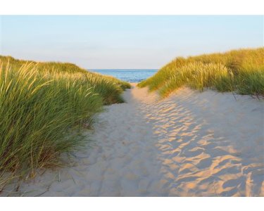 Tapeten Komar 8-995  Fototapete "Sandy Path"  bunt