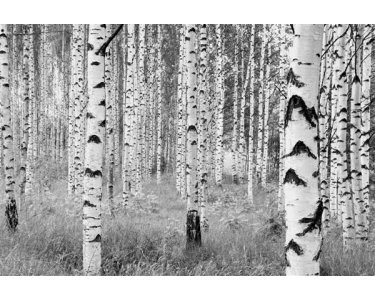 Tapeten Komar XXL4-023  Vlies Fototapete "Woods"  schwarz/weiß           