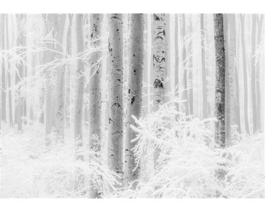 Tapeten Komar R4-043  Vlies Fototapete "Winter Wood"  weiß, schwarz
