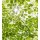 Tapeten Komar SHX5-045  Vlies Fototapete "Im Frühlingswald"  grün, weiß         