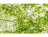 Tapeten Komar SHX9-045  Vlies Fototapete "Im Frühlingswald"  grün          