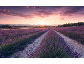 Tapeten Komar SHX9-052  Vlies Fototapete "Lavender Dream"  bunt          